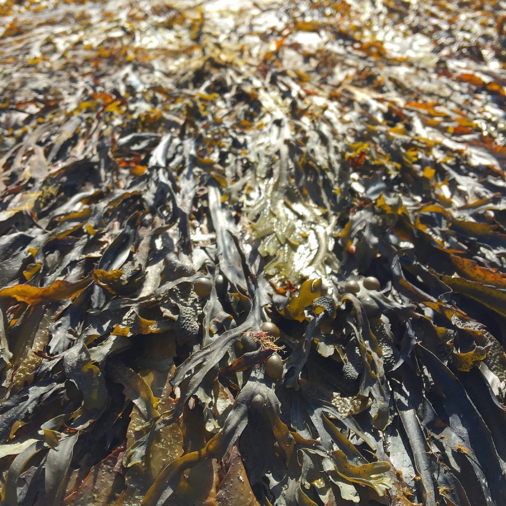 そうだ ワカメを食べよう 地球も体も喜ぶ海の邪魔者 笑顔が続く美容室 らふる らふる 其の二